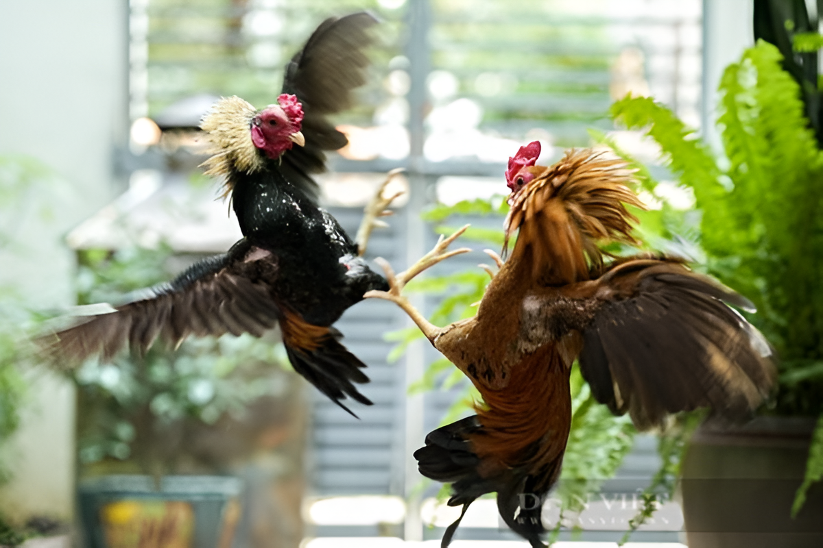 Cách Tham Gia Cá Cược Tại Đá Gà 333win