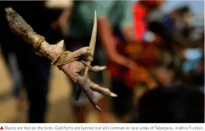 Đá gà cựa sắt 333win là gì?