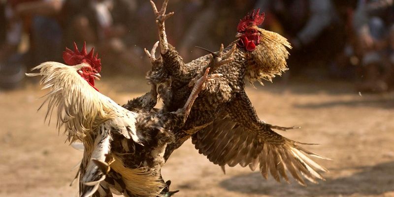 Những điểm nổi bật của Đá gà cựa sắt 333win