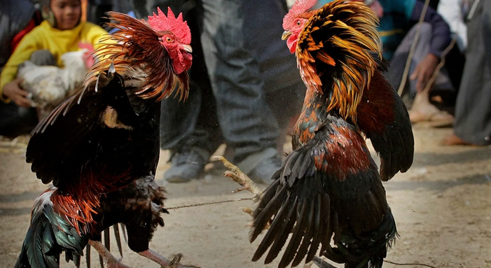 Gà Đá Hầu Kiềng 333win là gì