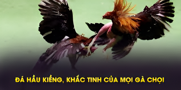 Đặc điểm Gà Đá Hầu Kiềng 333win