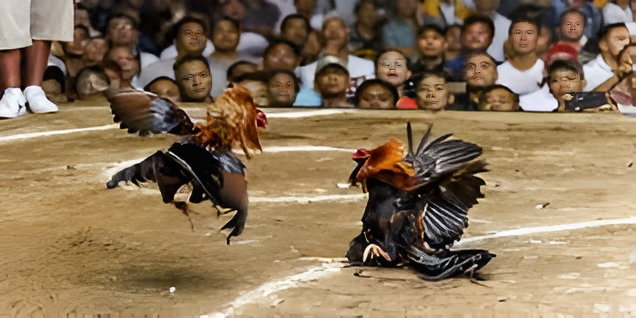 Top 3 Gà Đá Hầu Kiềng 333win